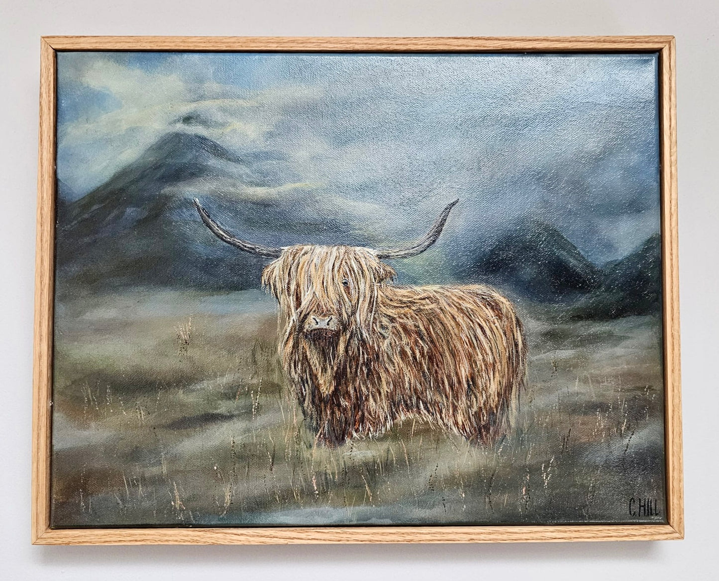 Arthur the highland cow