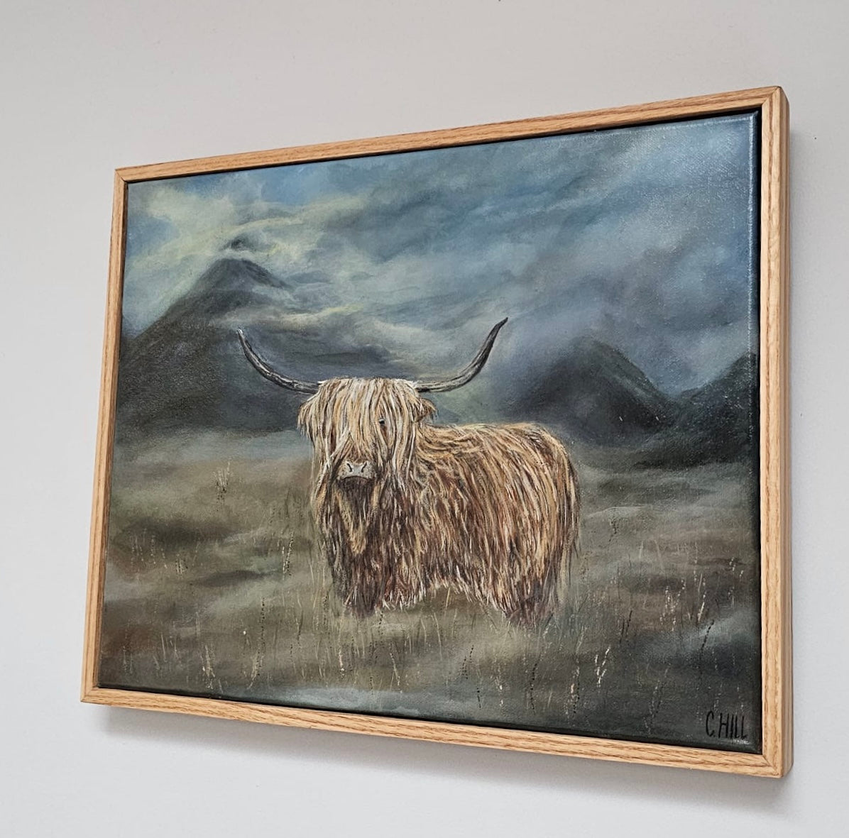 Arthur the highland cow