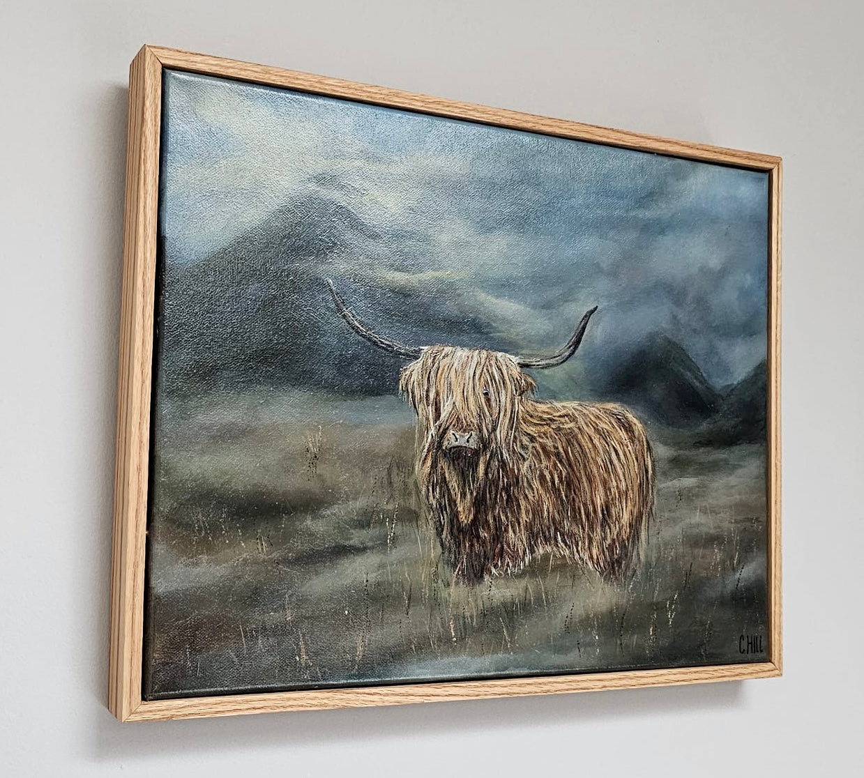 Arthur the highland cow